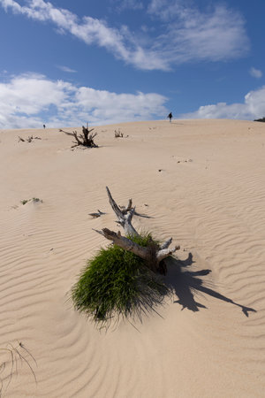 Vertical landscape of sand dunes with burried dead tree stump on a bright sunny day with blue sky.の写真素材