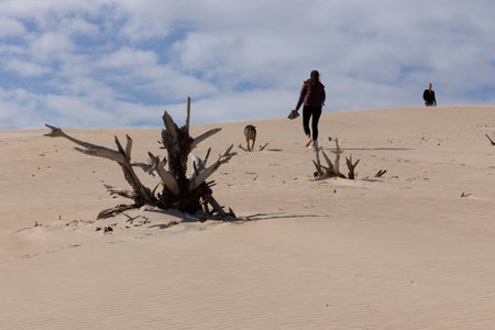 Person walking with dog on a bright sunny day on sand dunes with bright blue sky background.の写真素材