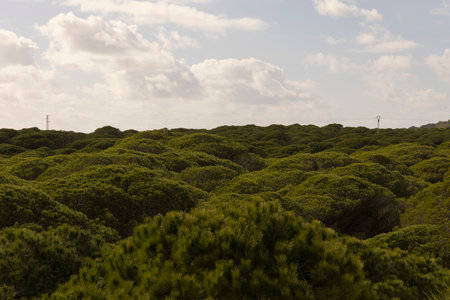 Green pine tree forest growing on sand dunes on the spanish coast of the atlantic in Punta Paloma on a brigh sunny day with clouds.の写真素材