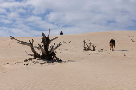 Person walking up sand dune with deaed tree stumps on a bright sunny day with dog pet.の写真素材