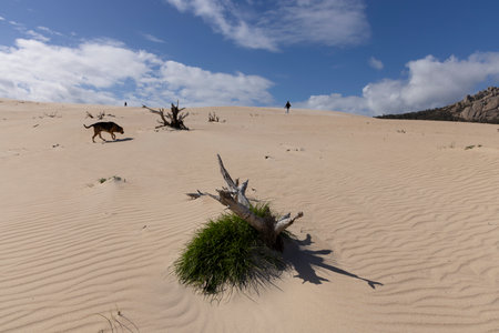 Person walking up sand dune with deaed tree stumps on a bright sunny day with dog pet.の写真素材