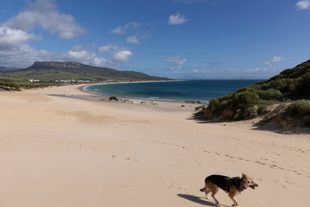 Punta Paloma beach in Spain with sand dunes and ocean view with a dog walking on a bright sunny day with blue sky.の写真素材