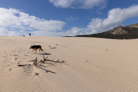 Person walking with dog on a bright sunny day on sand dunes with bright blue sky background.の写真素材
