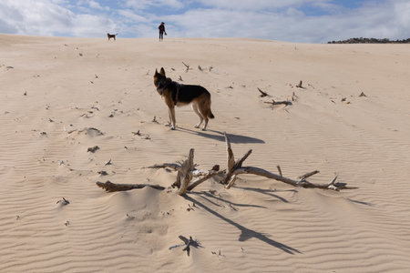 Person walking up sand dune with deaed tree stumps on a bright sunny day with dog pet.の写真素材