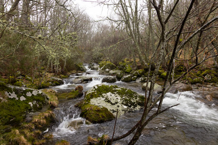 Old oak forest landscape on a misty morning with fog next to small splashing river with flowing water between rocks.の写真素材