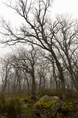 Vertical landscape of misty oak forest with fog on a cloudy morning with many tree.の写真素材