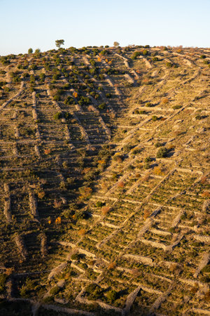 This photograph captures a vibrant terraced landscape displaying organic patterns that reveal the relationship between cultivated fields and natural terrain.の写真素材