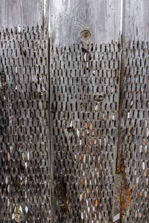 A close-up of weathered wood filled with numerous old nails, showcasing the rugged texture and craftsmanship of a bygone era.の写真素材