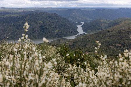 A magnificent natural landscape featuring a meandering river amidst lush green hills, enveloped in tranquility and under a cloudy sky.の写真素材
