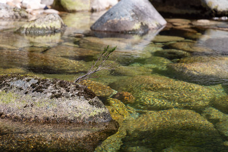 The image presents a close-up, slightly high-angle underwater shot. The focus is on a collection of rocks and stones of varying sizes and shapes, partially covered with what appears to be aquatic plants or algae, exhibiting a range of muted greens and browns.  The water is relatively clear, allowing for good visibility of the underwater environment.  The lighting is diffused, typical of a submerged environment.  Several small, indistinct aquatic organisms are visible near and amongst the rocks. The overall color palette is muted and natural, dominated by earth tones and greens. The image shows a high level of detail on the rock surfaces and plant matter. The depth of field is shallow, creating a soft blur in the background.の写真素材