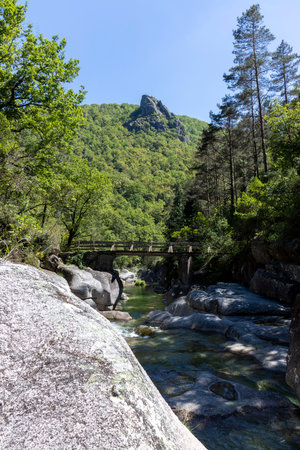 The image showcases a rustic wooden footbridge spanning a rocky stream nestled within a dense forest. The bridge, appearing aged and weathered, is the central focus, with its simple design contrasting the surrounding natural environment. The stream's water is partially visible, flowing between large, light-colored rocks. The forest is abundant with verdant foliage, exhibiting variations in shade and texture, suggesting a mix of deciduous and coniferous trees. The lighting suggests a daytime setting, with sunlight dappling through the canopy, casting shadows on the ground and rocks. The overall color palette is dominated by various shades of green, brown, and gray, reflecting the natural hues of the scene. The perspective is a mid-range shot, offering a view of both the bridge and the surrounding environment. The image exhibits a high level of detail, with individual leaves and rocks clearly visible.の写真素材