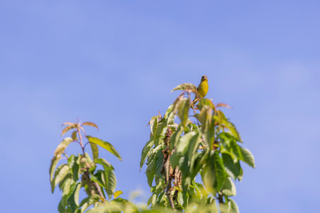 A low-angle, long shot of a small, predominantly yellow bird perched atop a leafy branch. The bird...