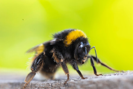 A close-up photograph of a bumblebee. The image is sharply focused on the bee, showcasing intricate...