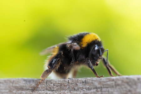 A detailed close-up shot of a bumblebee. The image is sharply focused on the bee, which is positioned on a blurred, out-of-focus background of a light green color.の写真素材