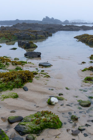 The image shows a close-up view of a coastal area at low tide.  The foreground features light-colored sand with patches of dark green seaweed. Several dark-colored rocks of varying sizes.の写真素材