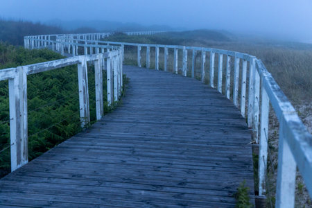 The image shows a winding boardwalk path extending into the distance. The path is made of dark-colored wood and has white railings on both sides.  The path curves gently to the right.の写真素材
