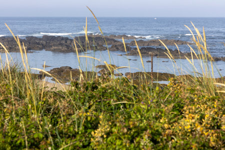 The image shows a coastal scene dominated by tall grasses in the foreground.  These grasses are yellowish-green and appear somewhat windswept.  Behind the grasses, dark rocks are partially submergedの写真素材