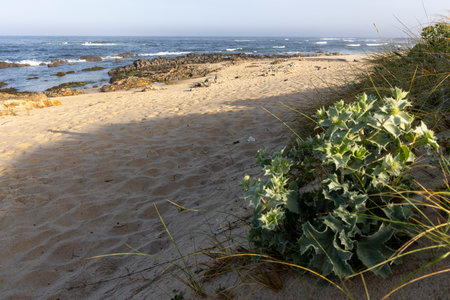 The image shows a coastal dune landscape. The foreground features light tan sand with visible footprints, leading towards a rocky shoreline and ocean.の写真素材