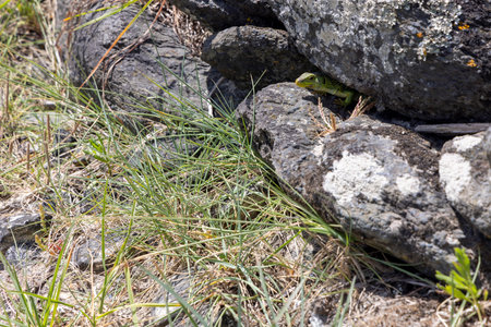 Close-up shot of a small patch of green grass growing amidst dark, rough-textured volcanic rocks. The rocks are predominantly dark gray and black with some areas showing lighter, whitish patches.の写真素材