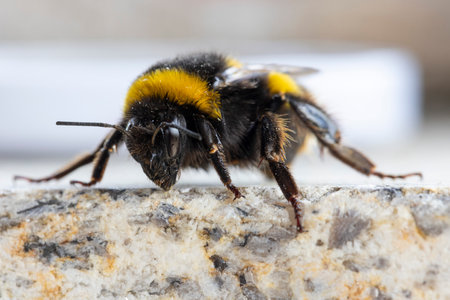 A close-up photograph of a bumble bee. The image is sharply focused on the bee, which is positioned at a slight angle, showing details of its fuzzy body, wings, and legs.の写真素材