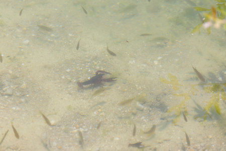 The image shows a high-angle, close-up view of a dark-colored crayfish on a light sandy bottom...