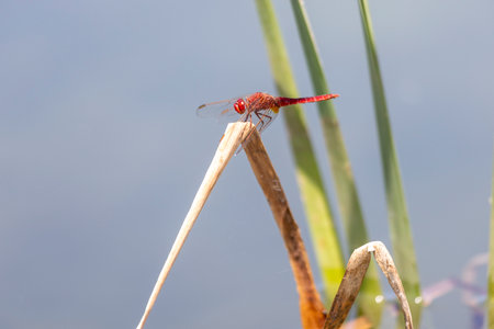 Close-up shot of a red dragonfly perched on a slender, light brown reed. The reed is angled, and other taller, green reeds are visible in the background, which is softly blurred.の写真素材