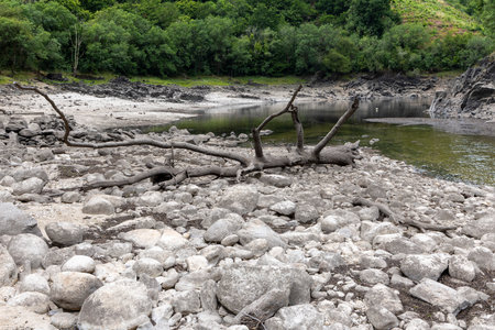 The image showcases a section of a rocky riverbank. The foreground is dominated by a collection of light gray and white river stones of varying sizes, forming a textured surface.の写真素材
