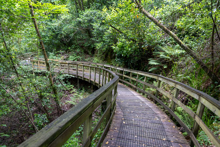 High-angle, full shot of a curving wooden walkway or boardwalk traversing through dense, verdant foliage. The walkway is made of weathered wood with railings.の写真素材