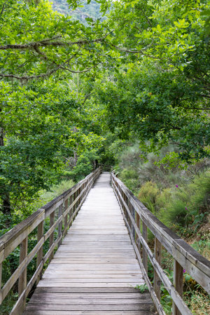 The image showcases a perspective view of an elevated wooden walkway extending into a dense, verdant landscape. The walkway, constructed of light-colored wood with simple railings.の写真素材