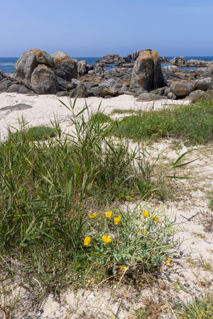 A small yellow flower is growing in the sand near the ocean. The beach is rocky and the sky is clearの写真素材