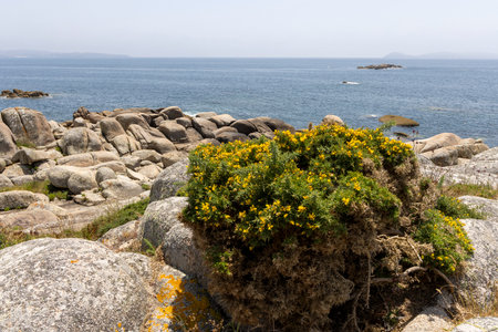 A rocky shoreline with a small patch of green grass and yellow flowers. The flowers are small and scattered, and the grass is sparse. Scene is peaceful and serene, with the ocean in the backgroundの写真素材