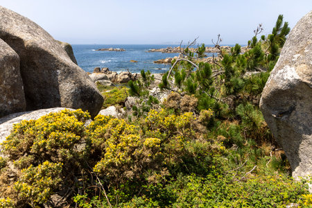 A rocky shoreline with a small patch of green grass and yellow flowers. The flowers are small and scattered, and the grass is sparse. Scene is peaceful and serene, with the ocean in the backgroundの写真素材