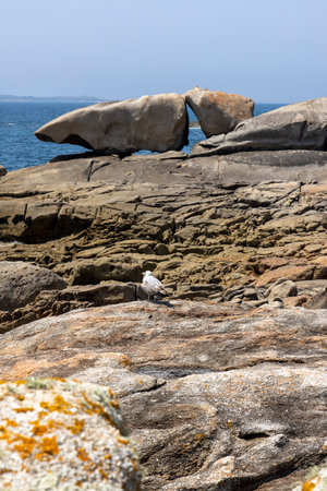 A bird is perched on a rock in front of a large rock formation. The scene is serene and peaceful, with the bird being the only living creature in the areaの写真素材