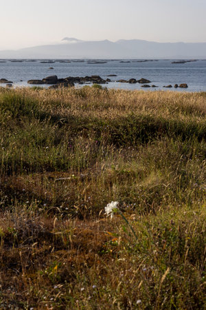 A field of grass with a white flower in the foreground. The field is near a body of water and the sky is cloudyの写真素材
