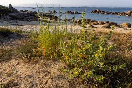 A beach with a rocky shoreline and a small plant growing in the sand. The sky is blue and the sun is low in the skyの写真素材