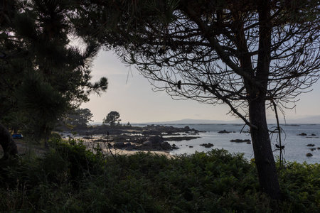 A tree is in front of a rocky shoreline with a body of water in the background. The sky is cloudy and the scene is peacefulの写真素材