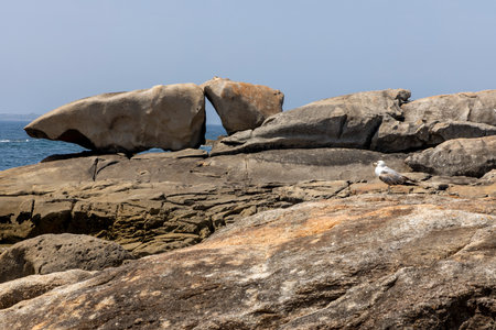 A bird is perched on a rock in front of a large rock formation. The scene is serene and peaceful, with the bird being the only living creature in the areaの写真素材