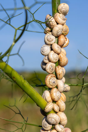 A branch with a bunch of snail shells on it. The shells are white and are scattered all over the branchの写真素材