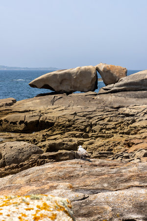 A bird is perched on a rock in front of a large rock formation. The scene is serene and peaceful, with the bird being the only living creature in the areaの写真素材
