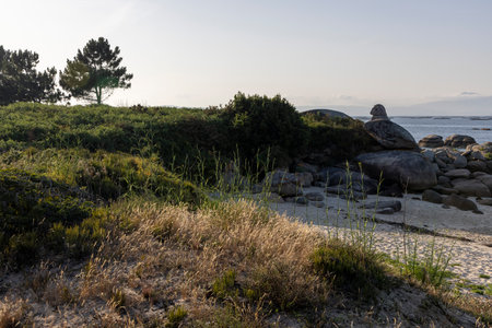 A rocky beach with a tree in the background. The beach is covered in grass and there are rocks scattered around. The sky is clear and the sun is shining, creating a peaceful and serene atmosphereの写真素材