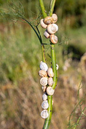 A branch with a bunch of snail shells on it. The shells are white and are scattered all over the branchの写真素材