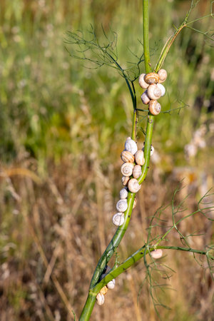 A branch with a bunch of snail shells on it. The shells are white and are scattered all over the branchの写真素材