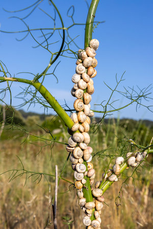 A branch with a bunch of snail shells on it. The shells are white and are scattered all over the branchの写真素材
