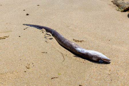 A dead conger eel fish is laying on the beach. The beach is rocky and the fish is laying on the sandの写真素材