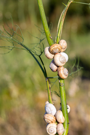 A branch with a bunch of snail shells on it. The shells are white and are scattered all over the branchの写真素材