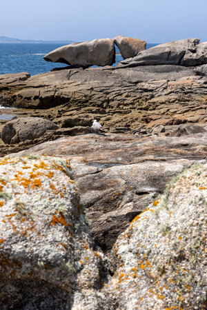 A bird is perched on a rock in front of a large rock formation. The scene is serene and peaceful, with the bird being the only living creature in the areaの写真素材