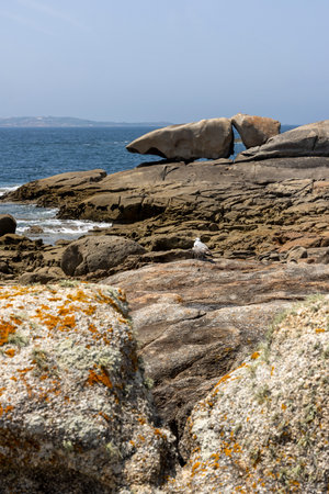 A bird is perched on a rock in front of a large rock formation. The scene is serene and peaceful, with the bird being the only living creature in the areaの写真素材
