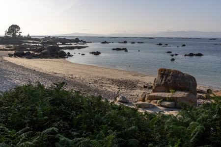 A tree is in front of a rocky shoreline with a body of water in the background. The sky is cloudy and the scene is peacefulの写真素材