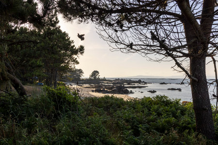 A tree is in front of a rocky shoreline with a body of water in the background. The sky is cloudy and the scene is peacefulの写真素材