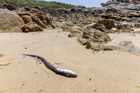 A dead conger eel fish is laying on the beach. The beach is rocky and the fish is laying on the sandの写真素材
